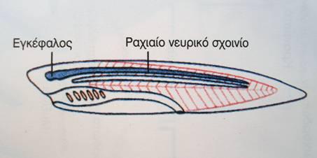 2. Ραχιαίο Νευρικό Σχοινί Στα περισσότερα ασπόνδυλα το νευρικό σχοινί είναι τοποθετημένο κοιλιακά σε σχέση με τον πεπτικό σωλήνα και είναι συμπαγές και ενιαίο Στα Σπονδυλωτά: 1) Το νευρικό