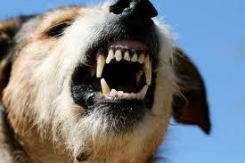 Συμπτωματολογία Σκύλος Μανιώδης μορφή Διέγερση και υπερένταση Υδροφοβία, φωτοφοβία, σιελόρροια Δεν αναγνωρίζει οικία πρόσωπα Παραισθήσεις (δαγκώματα στον αέρα) Αποπροσανατολισμός, επιθετικότητα