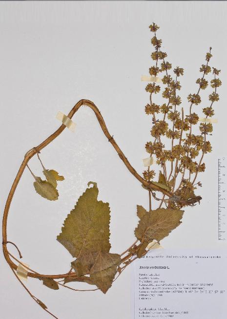 32 Φωτογραφία 5.1: Ψηφιοποιημένο δείγμα. Photograph 5.1: Digitized specimen. Εικόνα 5.1: Πληροφορίες που αναγράφονται στην ετικέτα του δείγματος. Figure 5.