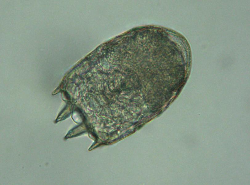 θπξηαξρία πέξαζε ζηα είδε Filinia cf. terminalis (21% επί ηεο ζπλνιηθήο αθζνλίαο) θαη Synchaeta sp. (12%) (Δηθ. 30).