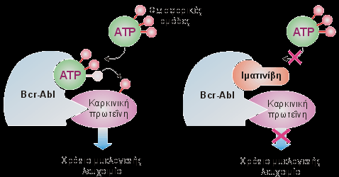 Συγκεκριμένα, η ιματινίβη δεσμεύει ένα μη-φυσιολογικό ένζυμο, το οποίο αποτελεί χαρακτηριστικό γνώρισμα της λευχαιμίας.
