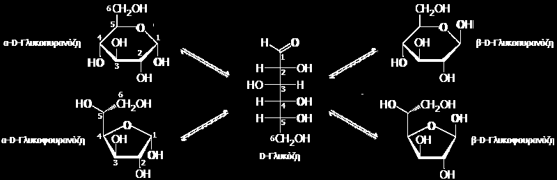 Η γλυκόζη σε ισορροπία είναι περίπου 38% α- και 62% β- D-γλυκοπυρανόζη ενώ υπάρχει και ένα ελάχιστο ποσοστό 0,0026% σε άκυκλη μορφή. Οι φουρανοζικές μορφές είναι αμελητέες.