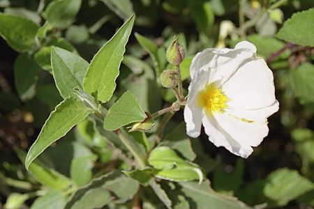 Εισαγωγή 1.2 Είδη του γένους Cistus της ελληνικής χλωρίδας Στη Μεσόγειο έχουν αναγνωριστεί 16 ενδημικά είδη του γένους Cistus και από αυτά στην Ελλάδα αυτοφύονται 6, τα: Cistus incanus subsp.