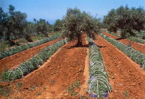 Δλαιόδεμςοα και καλαμπόκι