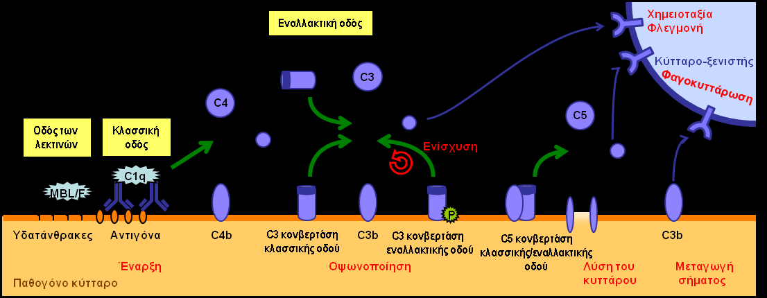 (C2-bypass) 18.