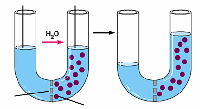 ΩΣΜΩΤΙΚΗ ΠΙΕΣΗ Αν προστεθεί ουσία στο ύδωρ στην δεξιά πλευρά, η πίεση αυξάνεται ημιδιαπερατή μεμβράνη μεγάλα μόρια διαλελυμένης ουσίας 1.