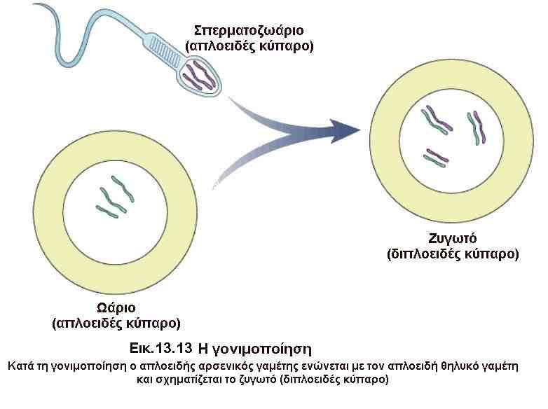 1 Αναζητώντας τους αγνοούμενούς μας Γνωρίζετε ότι Στον άνθρωπο, όπως και σε πολλούς άλλους πολυκύτταρους οργανισμούς οι απόγονοι προέρχονται από μιτωτικές διαιρέσεις του ζυγωτού.