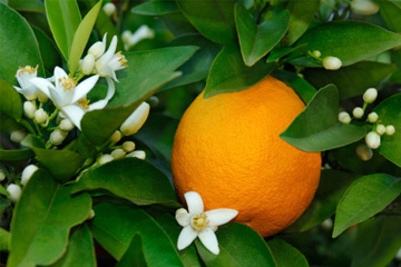 Neroli - Μια οικεία εικόνα Neroli: Τα άνθη νερατζιάς, το έλαιο που χρησιμοποιούμε είναι στην πραγματικότητα συνθετικό λόγω του απαγορευτικά μεγάλου κόστους που έχει το φυσικό.