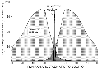 Υπάρχουν περίπου 120 εκατομμύρια ραβδία. Η μέγιστη πυκνότητα εμφανίζεται σε ένα δακτύλιο γύρο από την ωχρή κηλίδα (180000 ραβδία/mm).