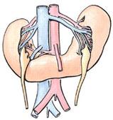 Νεφροί. Οπισθοπεριτοναϊκό όργανο στο πίσω μέρος της κοιλίας ο δεξιός σε ελαφρά χαμηλότερη θέση από το αριστερό λόγω του ήπατος.
