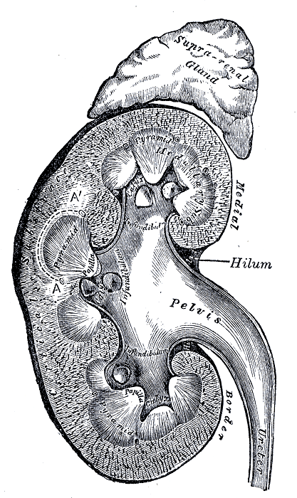 Ο αριστερός νεφρός φθάνει μέχρι την 11 η πλευρά οπισθίως και σχετίζεται με την ουρά του παγκρέατος, το σπλήνα και την αριστερή κολική καμπή.