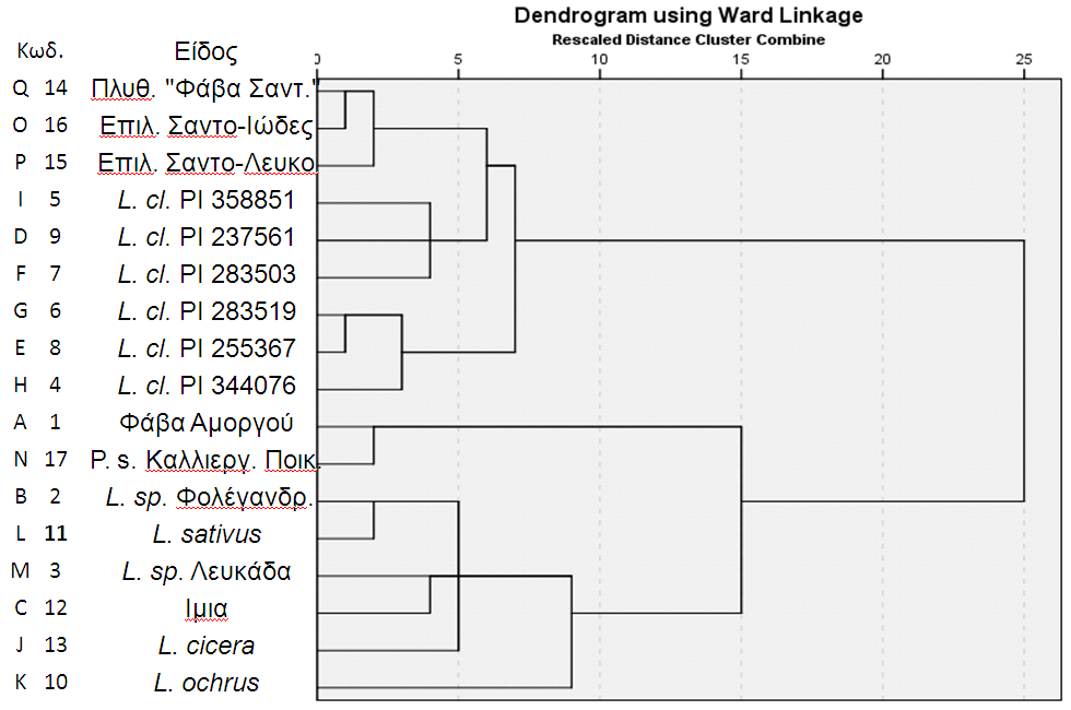 Σχήμα 2. Δενδρόγραμμα ομαδοποίησης των 17 γενετικών υλικών, με βάση τη διάκριση που προέκυψε από τη μελέτη των μορφολογικών χαρακτηριστικών (μέθοδος WARD ). Πίνακας. 4.