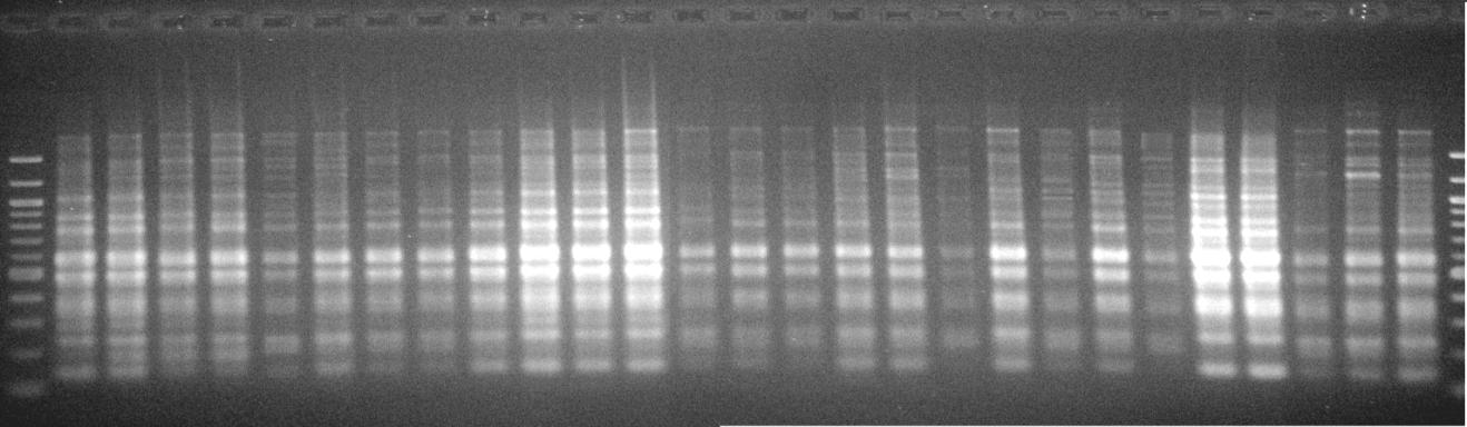 LADDER KAL-KYPROS-3 KAL-KYPROS-2 KAL-KYPROS-1 KAL-GPA-3 KAL-GPA-2 KAL-GPA-1 KAL-FTHIOTIDA KAL-POROS-KOINH KAL-POROS-NANA KAL-KALAMATA-3 KAL-KALAMATA-2 KAL-KALAMATA-1 KAL-KRHTH-2 KAL-KRHTH-1