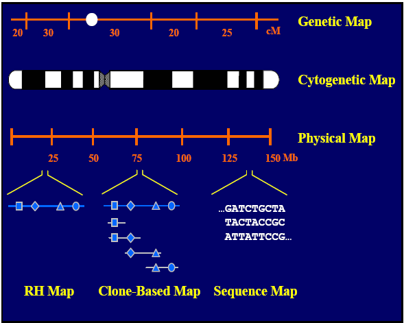 Εικόνα από: Techniques for Genome Mapping and Sequencing, Eric