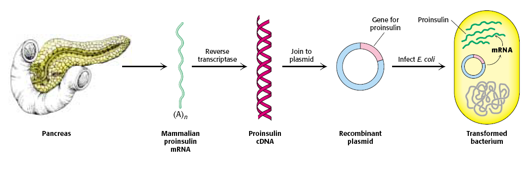 Σύνθεση προϊνσουλίνης σε βακτήρια Πηγή mrna είναι ο ιστός ή τα κύτταρα στα οποία βεβαιωµένα εκφράζεται το γονίδιο που αναζητούµε (δεν µπορεί να είναι κάθε ιστός ή κυτταρικός τύπος)