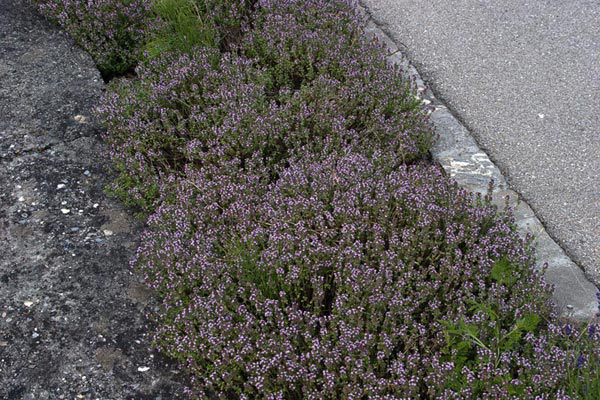 Θυµάρι Thymus sp. - Οικογένεια: Lamiaceae (Labiatae) Τα θυµάρια είναι 350 περίπου είδη πολυετών φυτών και µικρών θάµνων µε αρωµατικά φύλλα.