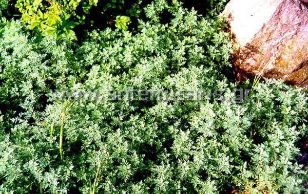 13. Coronilla cretica (Γαλάνη) Πολυετής εδαφοκαλυπτική πόα με σύνθετα πράσινα φύλλα και ροζ-λευκά άνθη σε μικρές, σφαιρικές ταξιανθίες το καλοκαίρι.