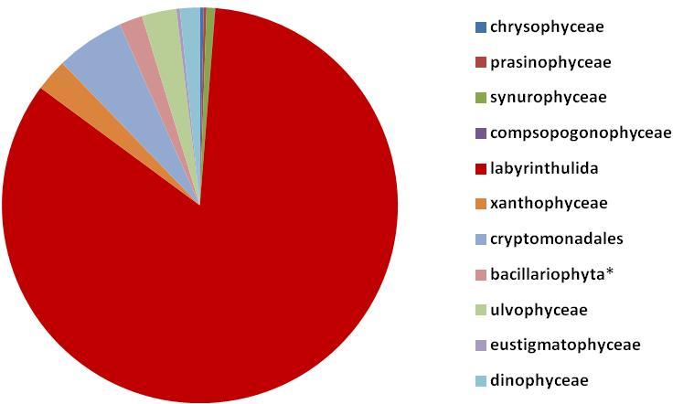 Εικόνα Β.36: Rarefaction καμπύλη για τις ευκαρυωτικές αλληλουχίες. Η ευκαρυωτική κοινότητα αποτελείτο από φωτοσυνθετικούς μικροοργανισμούς και μύκητες. Τα Picochlorum sp.