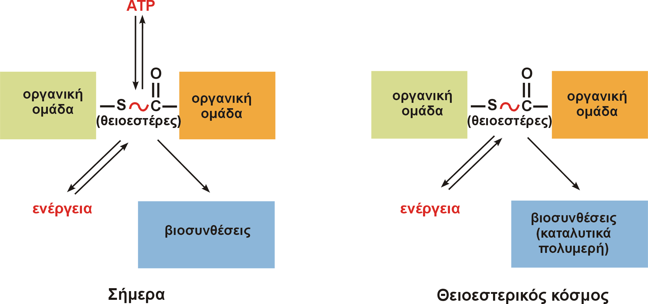 Η θέση των θειοστέρων ως κεντρικά µόρια στον