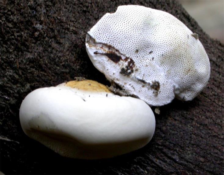 ΞΤΛΟΖΠΣΗΚΟΗ ΜΤΚΖΣΔ Trametes versicolor - Σραμέηης ο ποικιλότρωμος Άρια-παξαιία 1994, ζε λεθξό θνξκό ζθιήζξνπ.