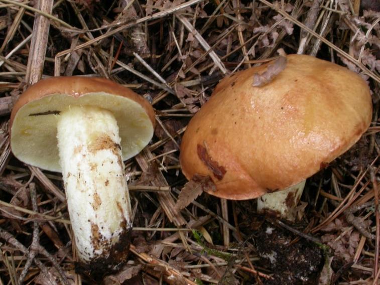 ΔΚΣΟΜΤΚΟΡΡΗΕΗΚΑ ΜΑΝΗΣΑΡΗΑ ΣΖ ΑΝΓΡΟΤ Boletus aereus (Βωλίηης ο ταλκότρωμος «θαινγεξάθη») ζε πθαηύθοθθεξ δνοξ, Αβ.