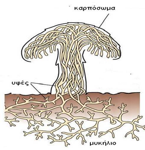 ΣΗ ΔΗΝΑΗ ΣΑ ΜΑΝΗΣΑΡΗΑ Όηακ δεκ οπάνπμοκ ιακζηάνζα αοημί μζ ιύηδηεξ δεκ παύμοκ κα οπάνπμοκ, αθθά ημ ζώια ημοξ παναιέκεζ ηνοιιέκμ ηαζ