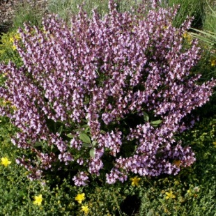 Εικόνα 2. Φασκόµηλο (Salvia officinalis).