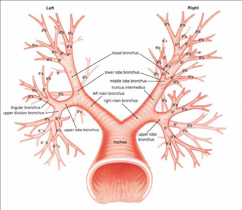 Κεφάλαιο 1 Ανατομία Αναπνευστικού Συστήματος και Καρκίνος του Πνεύμονα 1.2 Ανατομία βρογχικού δέντρου Στις παρακάτω εικόνες παρουσιάζεται η φυσιολογική ανατομία του τραχειοβρογχικού δέντρου.