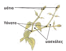 Ιταλικα Occhio Απο το λατινικο Oculus.