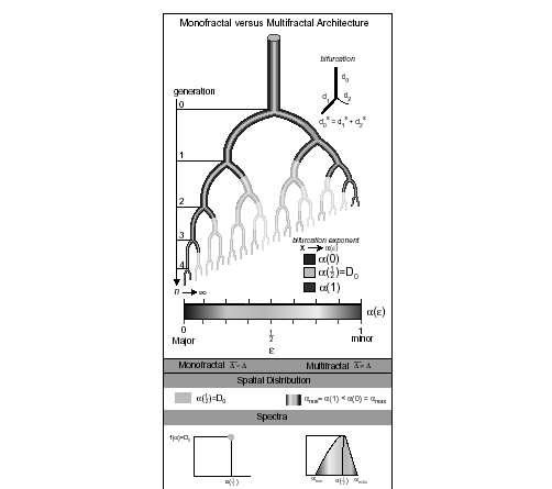 78 Δικόνα 16: ρήκα πνπ δίλεη ηα ραξαθηεξηζηηθά ηεο multifractal αξρηηεθηνληθήο ηνπ δηαθιαδηδφκελνπ βξνγρηθνχ δηθηχνπ.