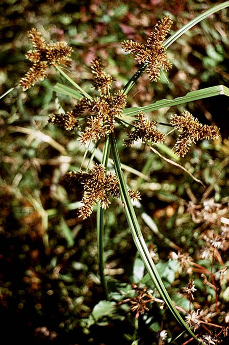 Κύπερη (Cyperus sp.) Είναι φυτά ποώδη µε τριγωνικό βλαστό και στενά φύλλα. Απαντώνται σε βαλτώδη, όξινα εδάφη. Η κύπερη στη χώρα µας αποτελεί το ζιζάνιο των αγρών.