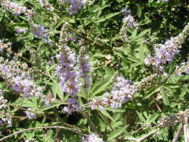 Κουρνά Λυγαριά (Vitex agnus castus) Μικρός ευλύγιστος, φυλλοβόλος θάµνος (ύψος 3 µ., διάµετρος κόµης 3 µ.), που φυτρώνει σε ρέµατα συνεχούς ή εποχιακής ροής. Τα φύλλα της είναι σύνθετα.