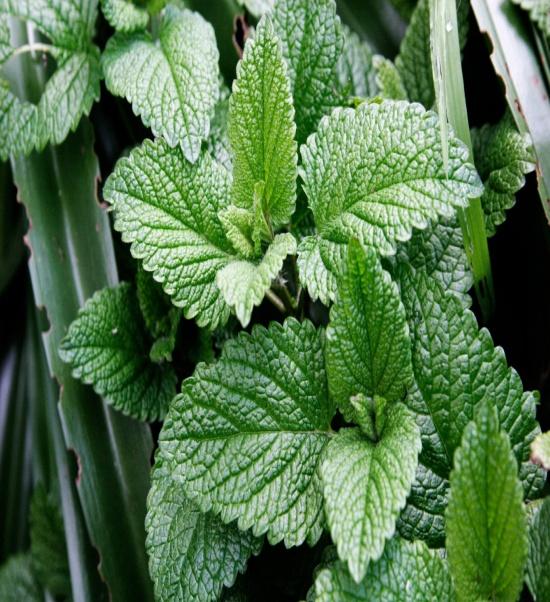Μέντα H μέντα είναι ποώδες αρωματικό φυτό της οικογένειας των χειλανθών. Είναι φυτό φαρμακευτικό και χρησιμοποιείται στη μαγειρική ως καρύκευμα, καθώς και ως αφέψημα ή αιθέριο έλαιο.