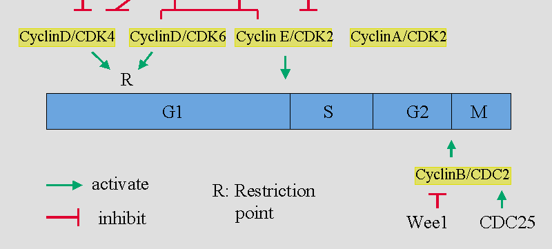 Σηµείο περιορισµού (Restriction