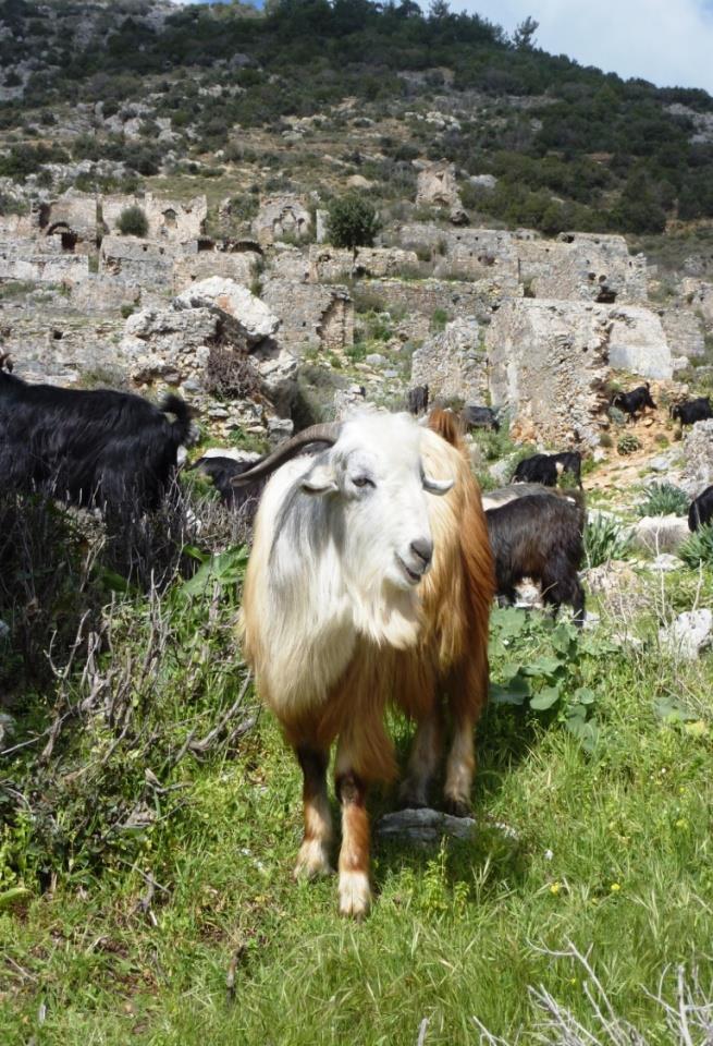 Ιδανικό επίσης για σκηνές, τέντες και κάπες (όλα απαραίτητα για τα στρατεύματα και για όλους όσοι εργάζονταν στις επικοινωνίες, τις μεταφορές, τα καραβάνια).