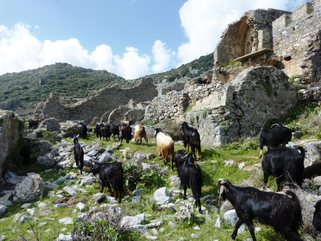 Φωτ 7: Η επιδαπέδια ψηφιδωτή επιγραφή της εισόδου (ανατολική πλευρά) στις κεντρικές Θέρμες.