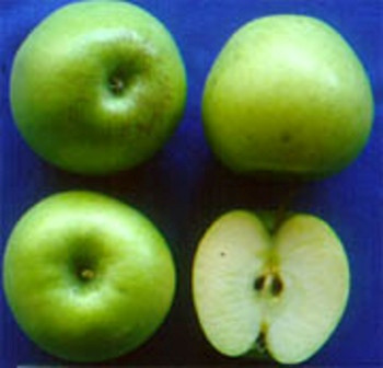 2) Golden Delicious Προέλευση: Τυχαίο σπορόφυτο (Βιρτζίνια ΗΠΑ, 1916). ένδρο: Ζωηρή ανάπτυξη, ηµιορθόκλαδο, πολύ παραγωγικό.