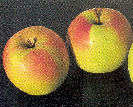 2) Golden Delicious Ωρίµανση: 1 ο 10ήµερο Σεπτέµβρη Συντηρησιµότητα: πολύ καλή (10-11 µήνες). Συντήρηση σε πλαστικές σακούλες εντός κιβωτίων για να αποφευχθεί η απώλεια υγρασίας και συρρίκνωσή τους.