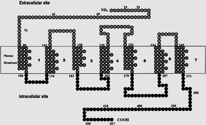 χρωμόσωμα 13, έχουν 442 αμινοξέα και παρουσιάζουν την ίδια συγγένεια για όλες τις ισομορφές της ενδοθηλίνης [Εικόνα 31Β].