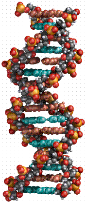 Σχήμα 5: Το Μόριο του DNA (11) Το DNA έχει την πληροφορία, για το πώς να κατασκευαστεί ένας ζωντανός οργανισμός και για την λειτουργικότητά του.