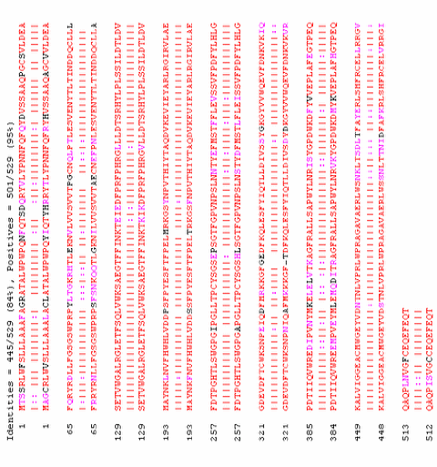 Σύγκριση πρωτεινών χρησιμοποιώντας MATLAB (30) Σχήμα 17: Παραδείγμα αντιστοίχισης χρησιμοποιώντας τον αλγόριθμο NW.