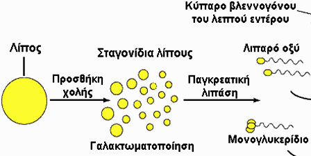 (iii) Από ηηο ηαηξηθέο εμεηάζεηο θάλεθε όηη θαλείο από ηελ νηθνγέλεηα ηνπ Σάζνπ δελ ήηαλ ζε ζέζε λα πξνζθέξεη αίκα. Γηα ην ιόγν απηό ην λνζνθνκείν δήηεζε πξνζθνξά αίκαηνο από ην θνηλό.