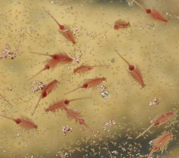 Artemia