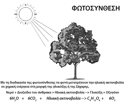 της φωτοσύνθεσης δηλαδή ιδιότητα που κατέχουν μόνο οι φυτικοί οργανισμοί.