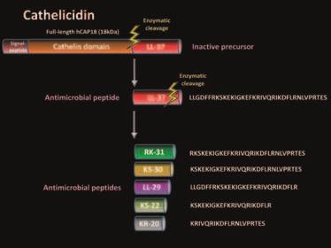 Ανθρώπειος καθελισιντίνη: Προπεπτίδιο N-terminal cathelin (100 αμινοξέα)