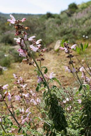 Γιειίζθαθμξ (Salvia officinalis) Lamiaceae θαζκόμηλξ, θαζκξμηλιά, ςαμξζθακιά, μηλξθαζκιά, λξρζθάκι, θάζκξπ, αγοιξζθακιά, μξζςακίδη, αλιθαζκιά Αιθέριο έλαιο (θουγιόνη, π-κυμένιο, κινεόλη, βορνεόλη κ.