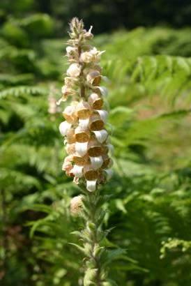 Digitalis lanata Ehrh.