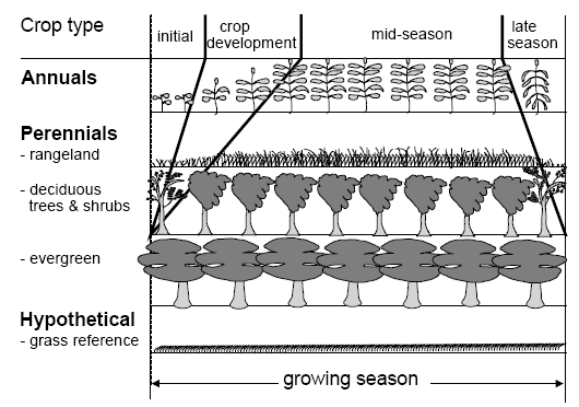 Εικόνα 2 Στάδια ανάπτυξης διαφορετικών τύπων φυτών Πηγή: (FAO 1984) Ο συντελεστής καλλιέργειας είναι αδιάστατος αριθμός και η τιμή του προσδιορίζεται από πειραματικά δεδομένα.
