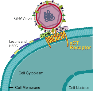 ΣΑΡΚΩΜΑ KAPOSI Μικροσκοπικά ανάλογα µε το στάδιο της νόσου (µπάλωµα, πλάκα, οζώδες) προεξάρχει το αγγειακό στοιχείο, τα ατρακτοειδή κύτταρα