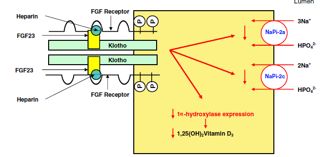φωσφορυλίωση του υποδοχέα του FGF23 ο οποίος με τη σειρά του ενεργοποιεί ενδοκυττάριες οδούς μεταβίβασης σήματος με αποτέλεσμα την ελάττωση της έκφρασης των συμμεταφορέων NaPi-2a και NaPi-2c και του
